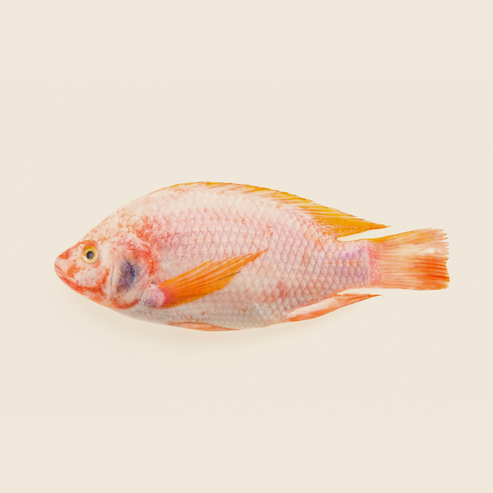 Lady fish - 1kg
